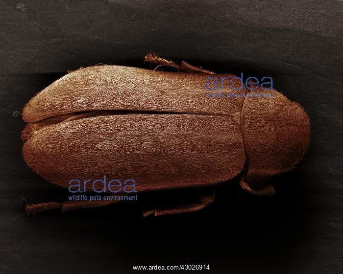 : Scanning Electron Micrograph (SEM): Death Watch Beetle : Scanning Electron Micrograph (SEM): Death Watch Beetle