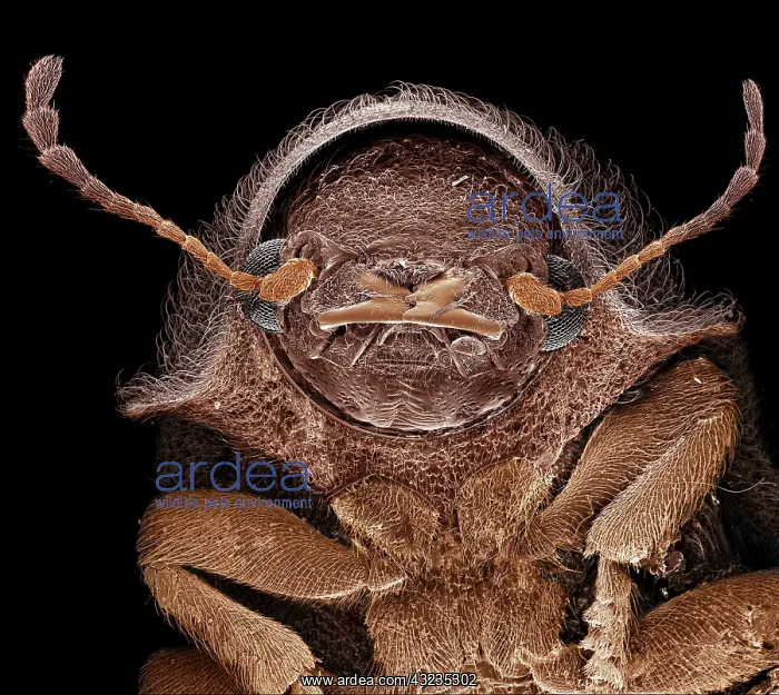 : Scanning Electron Micrograph (SEM): Deathwatch Beetle : Scanning Electron Micrograph (SEM): Deathwatch Beetle