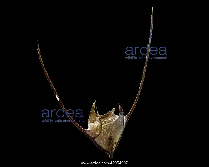 : Scanning Electron Micrograph (SEM): Dinoflagellate : Scanning Electron Micrograph (SEM): Dinoflagellate
