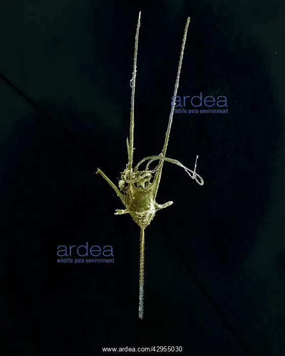 : Scanning Electron Micrograph (SEM): Dinoflagellate, Ceratium : Scanning Electron Micrograph (SEM): Dinoflagellate, Ceratium