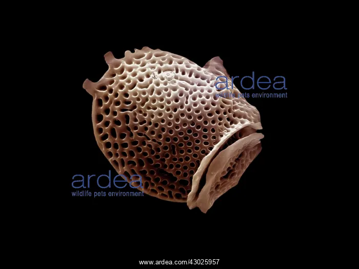 : Scanning Electron Micrograph (SEM): Dinoflagellate : Scanning Electron Micrograph (SEM): Dinoflagellate