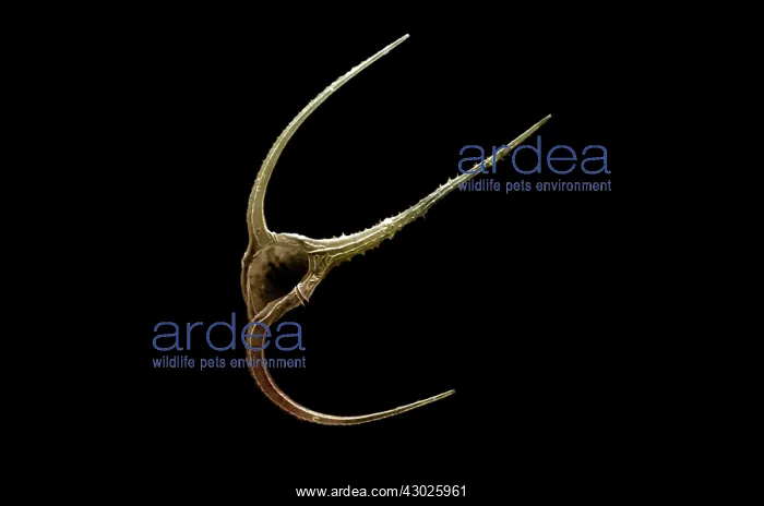 : Scanning Electron Micrograph (SEM): Dinoflagellate : Scanning Electron Micrograph (SEM): Dinoflagellate