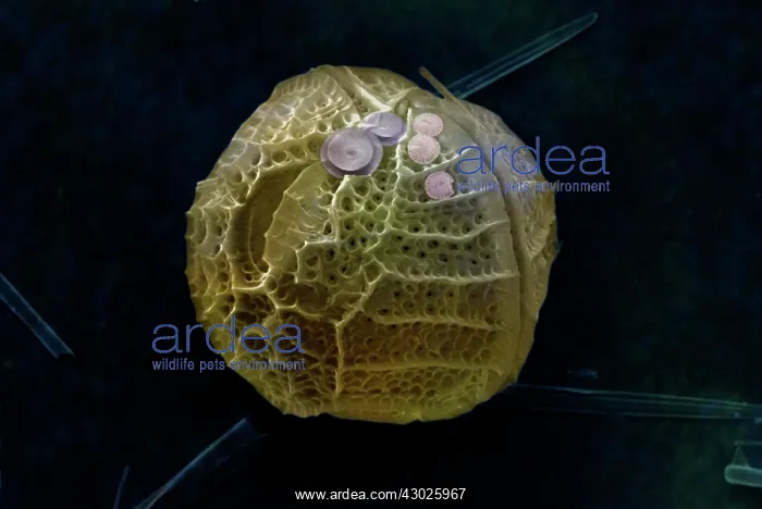 : Scanning Electron Micrograph (SEM): Dinoflagellate : Scanning Electron Micrograph (SEM): Dinoflagellate