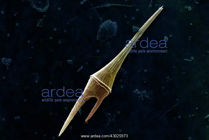 : Scanning Electron Micrograph (SEM): Dinoflagellate : Scanning Electron Micrograph (SEM): Dinoflagellate