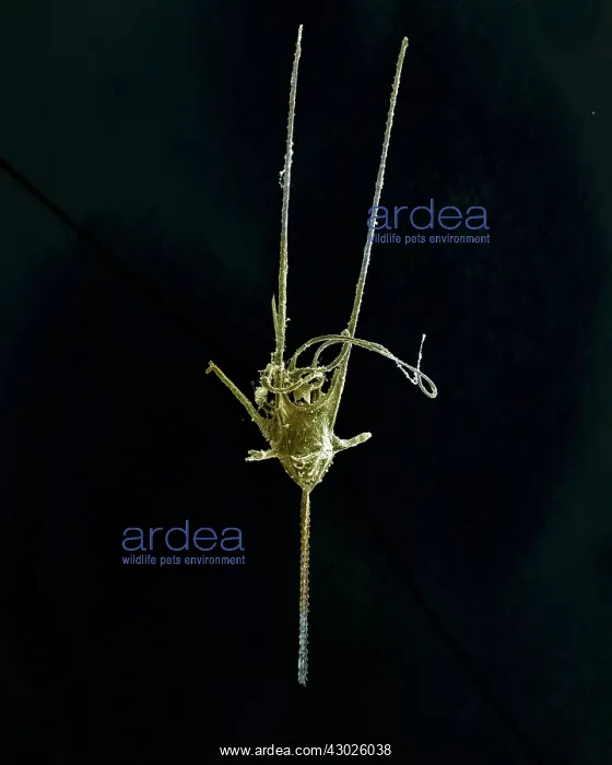 : Scanning Electron Micrograph (SEM): Dinoflagellate : Scanning Electron Micrograph (SEM): Dinoflagellate