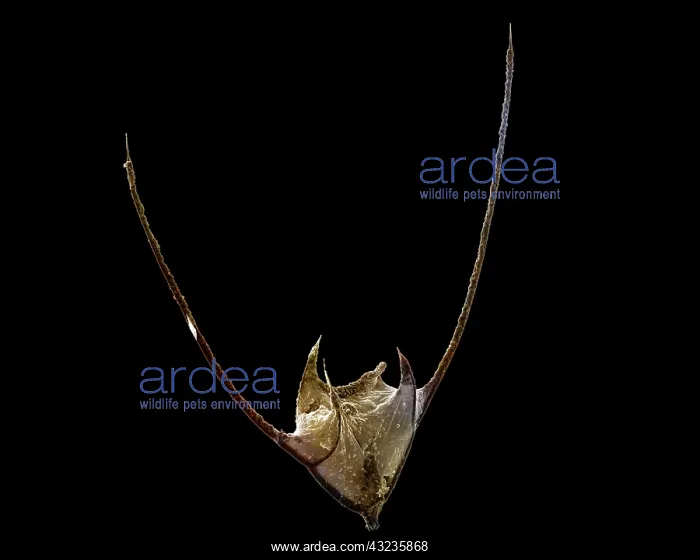 : Scanning Electron Micrograph (SEM): Dinoflagellate : Scanning Electron Micrograph (SEM): Dinoflagellate