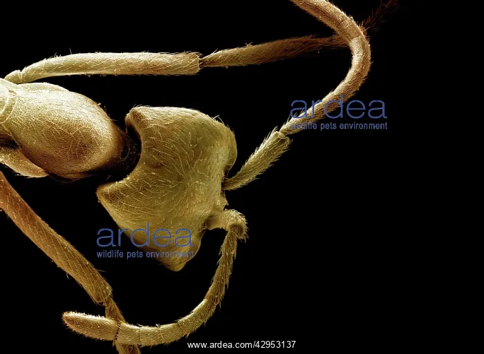 : Scanning Electron Micrograph (SEM): Driver Ant : Scanning Electron Micrograph (SEM): Driver Ant