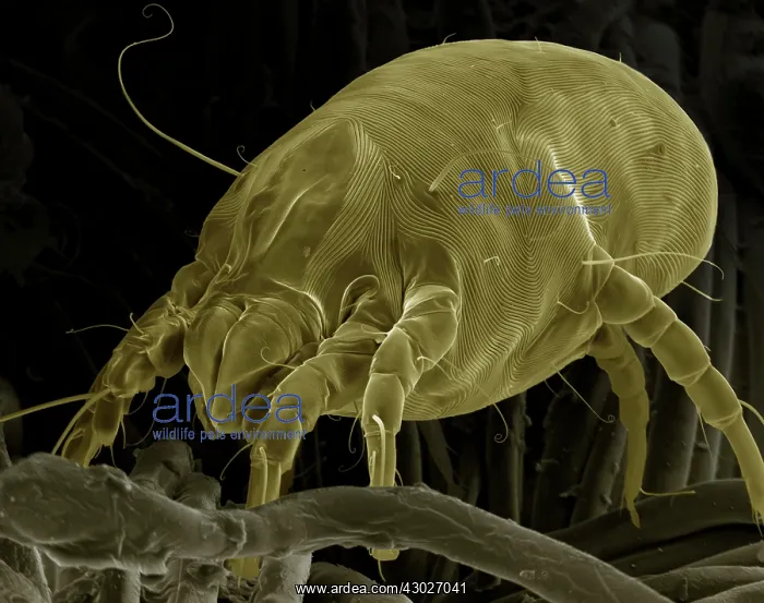 : Scanning Electron Micrograph (SEM) Dust Mite : Scanning Electron Micrograph (SEM) Dust Mite
