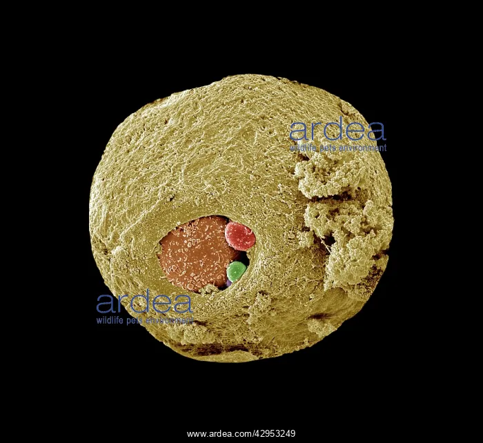 : Scanning Electron Micrograph (SEM): Early human : Scanning Electron Micrograph (SEM): Early human