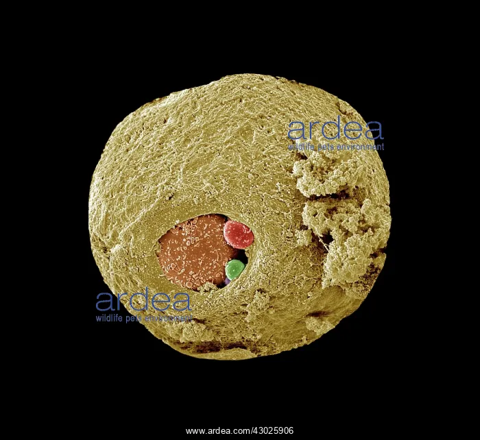 : Scanning Electron Micrograph (SEM): Early human : Scanning Electron Micrograph (SEM): Early human