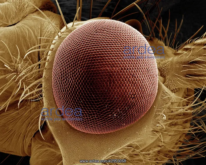 : Scanning Electron Micrograph (SEM): Eye of a Caddis Fly : Scanning Electron Micrograph (SEM): Eye of a Caddis Fly