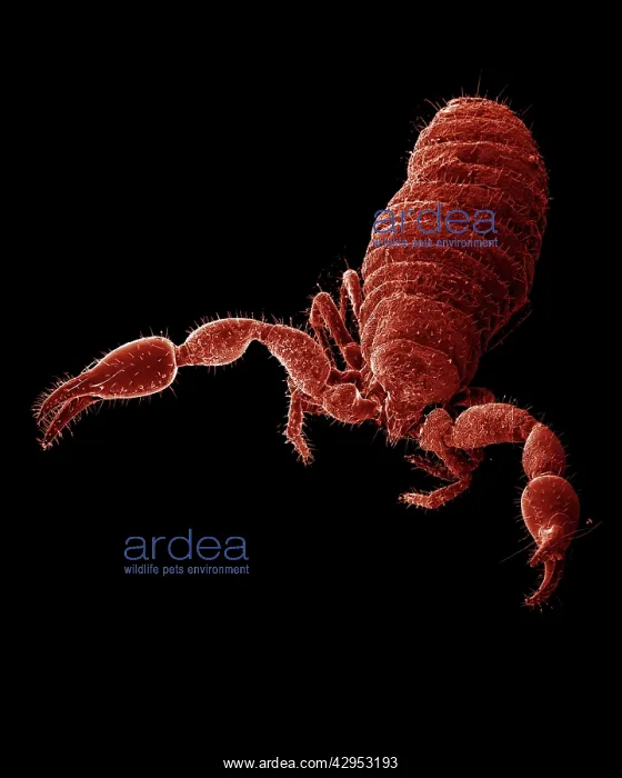 : Scanning Electron Micrograph (SEM): False Scorpion : Scanning Electron Micrograph (SEM): False Scorpion