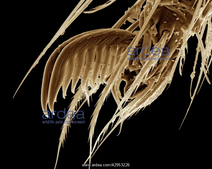 : Scanning Electron Micrograph (SEM): a foot of Cellar : Scanning Electron Micrograph (SEM): a foot of Cellar