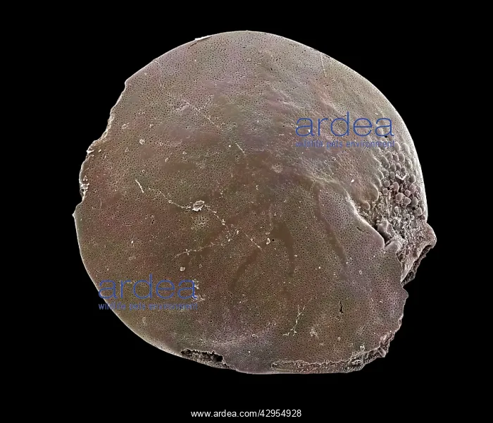 : Scanning Electron Micrograph (SEM): Foraminifera : Scanning Electron Micrograph (SEM): Foraminifera