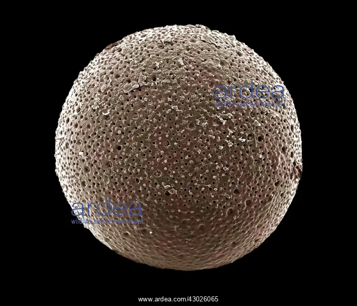 : Scanning Electron Micrograph (SEM): Foraminifera : Scanning Electron Micrograph (SEM): Foraminifera
