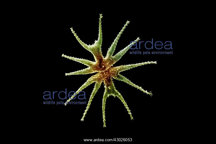 : Scanning Electron Micrograph (SEM): Freshwater Desmid : Scanning Electron Micrograph (SEM): Freshwater Desmid