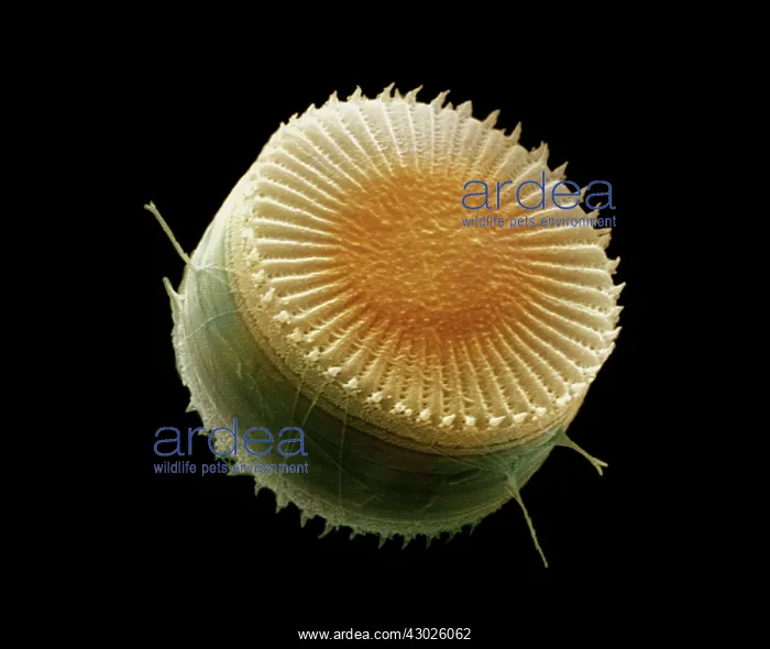  : Scanning Electron Micrograph (SEM): Freshwater Diatom