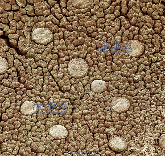 : Scanning Electron Micrograph (SEM): Frog tongue : Scanning Electron Micrograph (SEM): Frog tongue