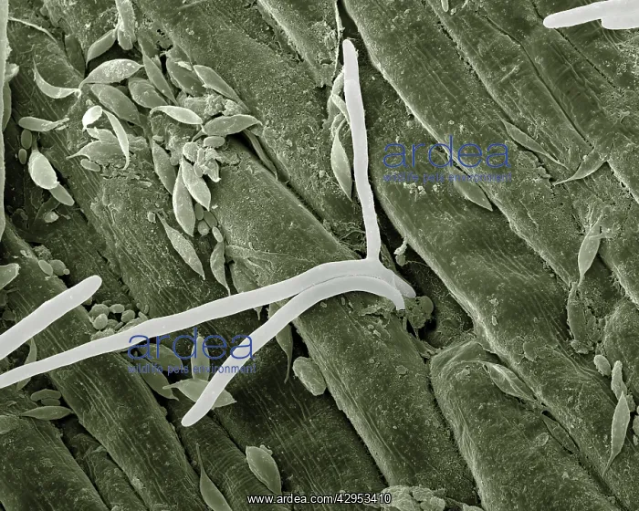 : Scanning Electron Micrograph (SEM): Fusarium : Scanning Electron Micrograph (SEM): Fusarium
