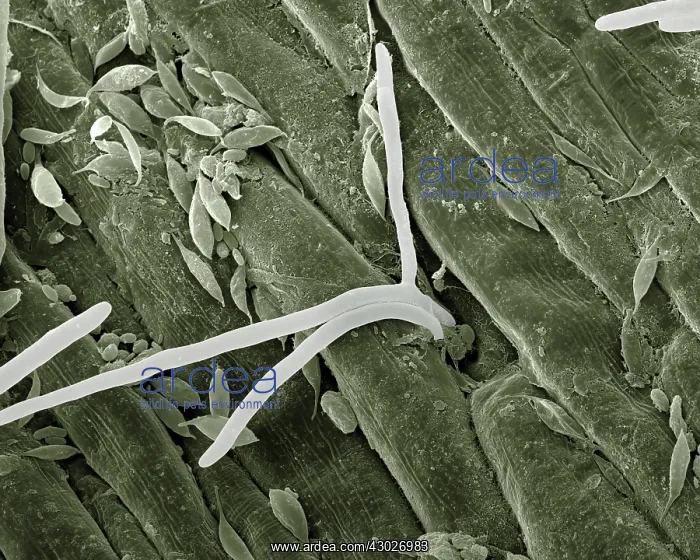 : Scanning Electron Micrograph (SEM): Fusarium : Scanning Electron Micrograph (SEM): Fusarium