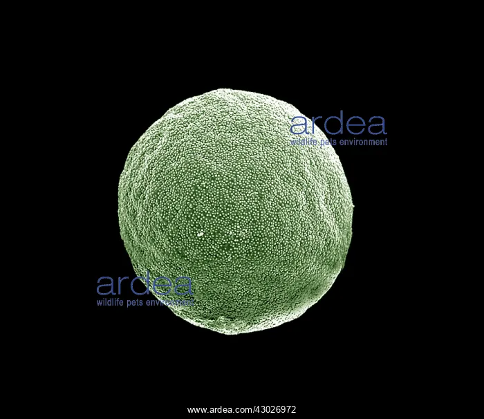 : Scanning Electron micrograph (SEM): Grass Pollen grains : Scanning Electron micrograph (SEM): Grass Pollen grains
