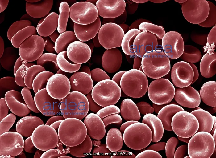 : Scanning Electron Micrograph (SEM): Human Red Blood Cells : Scanning Electron Micrograph (SEM): Human Red Blood Cells