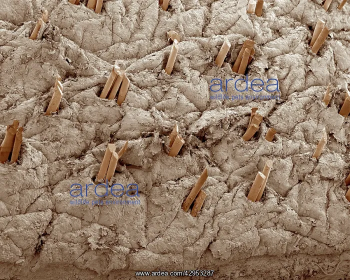 : Scanning Electron Micrograph (SEM): Human Skin : Scanning Electron Micrograph (SEM): Human Skin
