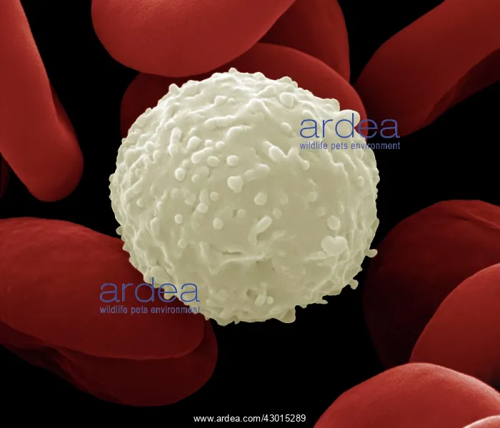 : Scanning Electron Micrograph (SEM): Human White : Scanning Electron Micrograph (SEM): Human White