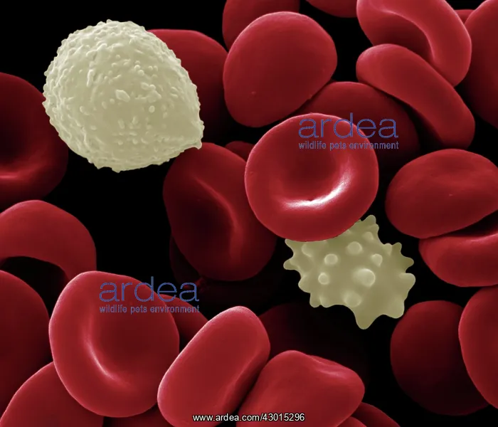: Scanning Electron Micrograph (SEM): Human White : Scanning Electron Micrograph (SEM): Human White