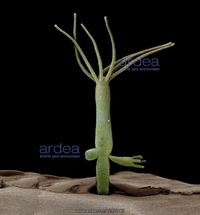 : Scanning Electron Micrograph (SEM): Hydra : Scanning Electron Micrograph (SEM): Hydra