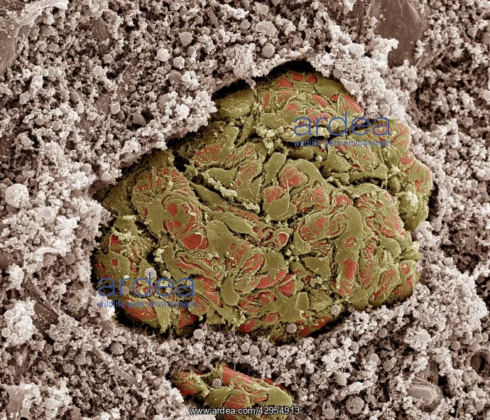 : Scanning electron micrograph (SEM) of Kidney glomerulus : Scanning electron micrograph (SEM) of Kidney glomerulus