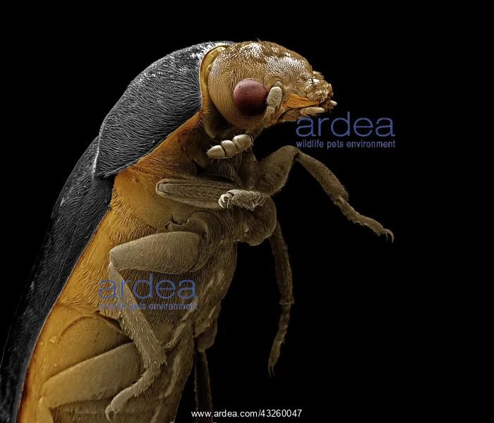 : Scanning Electron Micrograph (SEM): Leather or Hide Beet : Scanning Electron Micrograph (SEM): Leather or Hide Beet