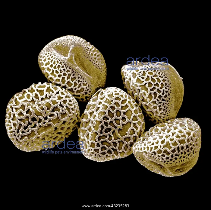 : Scanning Electron micrograph (SEM): Lily Pollen grains : Scanning Electron micrograph (SEM): Lily Pollen grains