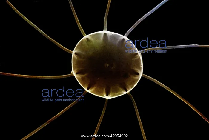 : Scanning Electron Micrograph (SEM): Marine Diatom : Scanning Electron Micrograph (SEM): Marine Diatom