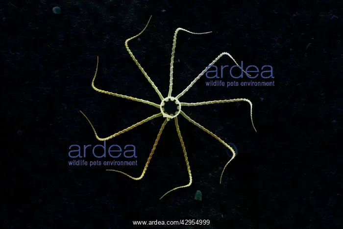 : Scanning Electron Micrograph (SEM): Marine Diatom : Scanning Electron Micrograph (SEM): Marine Diatom