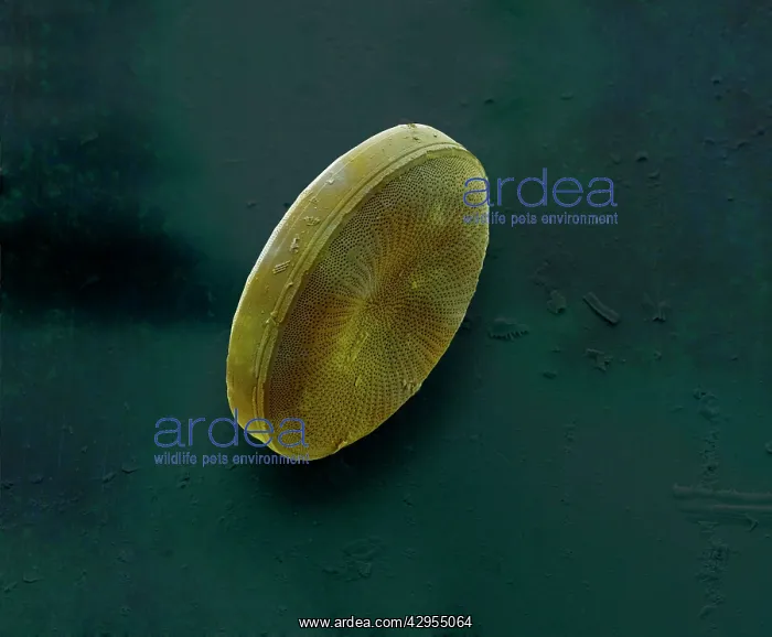 : Scanning Electron Micrograph (SEM): Marine Diatom : Scanning Electron Micrograph (SEM): Marine Diatom