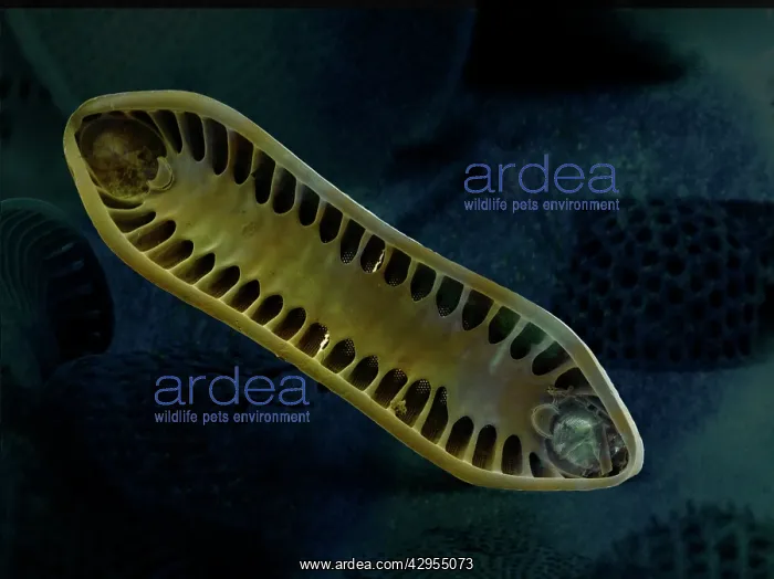 : Scanning Electron Micrograph (SEM): Marine Diatom : Scanning Electron Micrograph (SEM): Marine Diatom