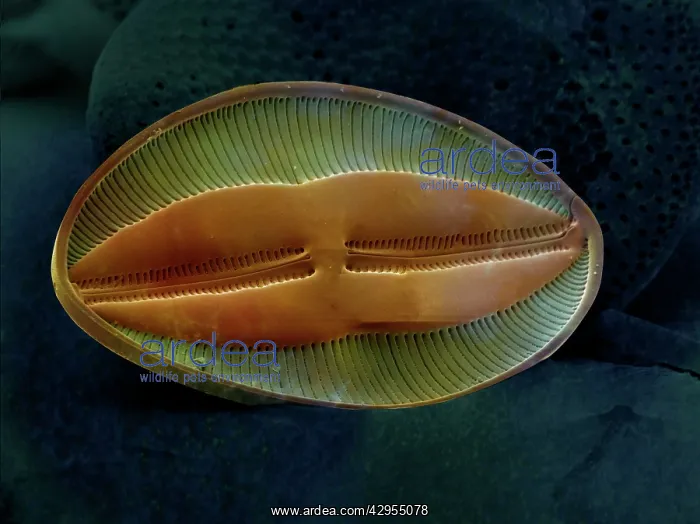 : Scanning Electron Micrograph (SEM): Marine Diatom : Scanning Electron Micrograph (SEM): Marine Diatom