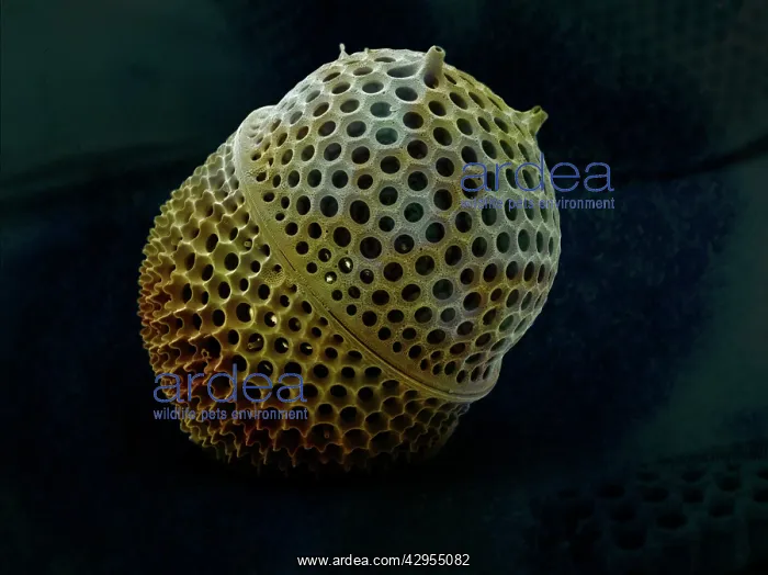 : Scanning Electron Micrograph (SEM): Marine Diatom : Scanning Electron Micrograph (SEM): Marine Diatom