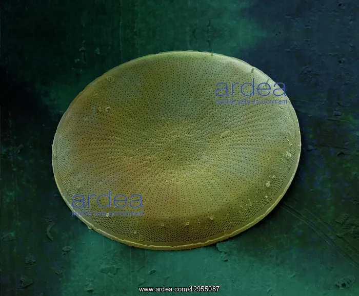 : Scanning Electron Micrograph (SEM): Marine Diatom : Scanning Electron Micrograph (SEM): Marine Diatom