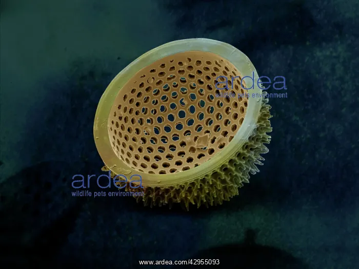 : Scanning Electron Micrograph (SEM): Marine Diatom : Scanning Electron Micrograph (SEM): Marine Diatom