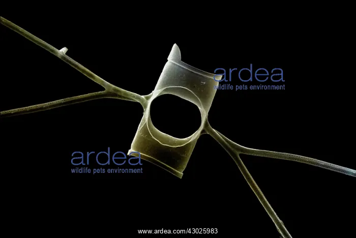 : Scanning Electron Micrograph (SEM): Marine Diatom : Scanning Electron Micrograph (SEM): Marine Diatom