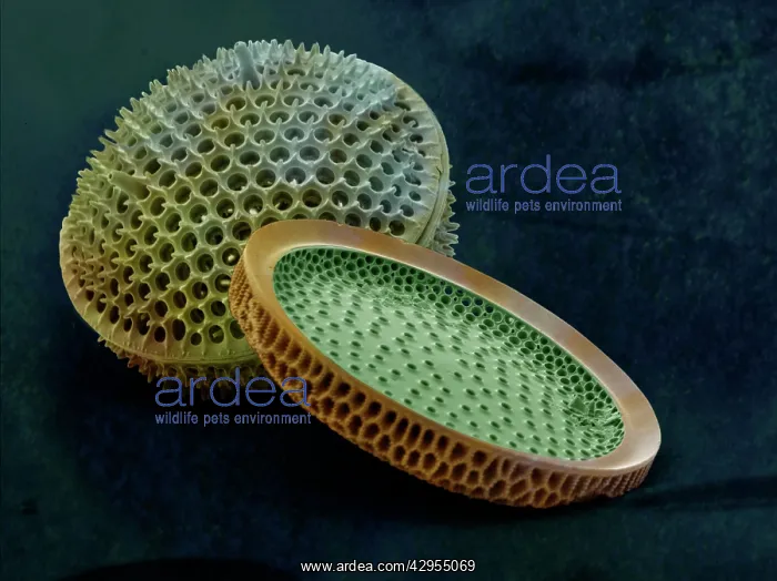 : Scanning Electron Micrograph (SEM): Marine Diatoms : Scanning Electron Micrograph (SEM): Marine Diatoms