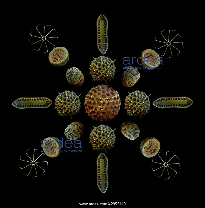  : Scanning Electron Micrograph (SEM): Marine Diatoms