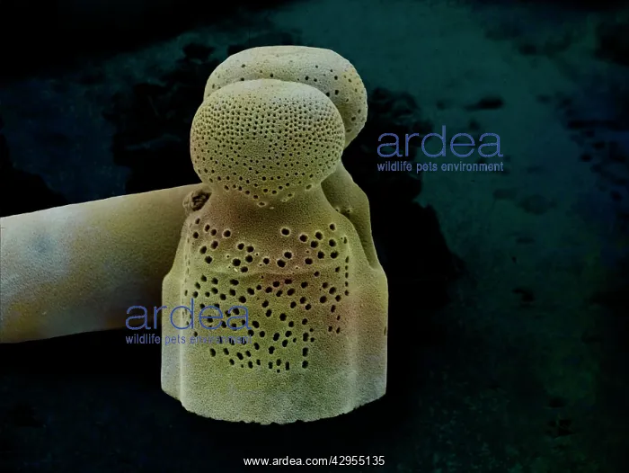 : Scanning Electron Micrograph (SEM): Marine Diatoms : Scanning Electron Micrograph (SEM): Marine Diatoms