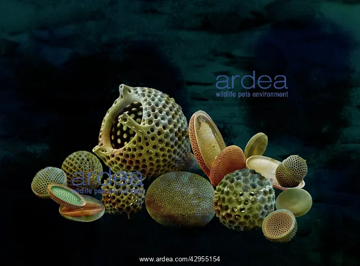 : Scanning Electron Micrograph (SEM): Marine Diatoms : Scanning Electron Micrograph (SEM): Marine Diatoms