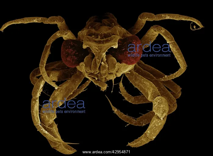 : Scanning Electron Micrograph (SEM): Megalop : Scanning Electron Micrograph (SEM): Megalop