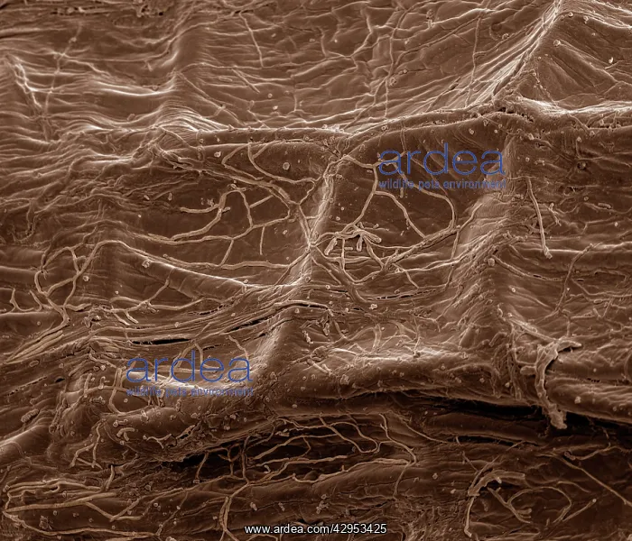 : Scanning Electron Micrograph (SEM): Mycorrhiza : Scanning Electron Micrograph (SEM): Mycorrhiza