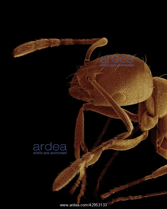 : Scanning Electron Micrograph (SEM): Pharaoh Ant : Scanning Electron Micrograph (SEM): Pharaoh Ant