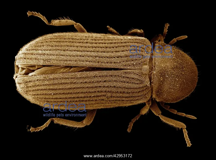 : Scanning Electron Micrograph (SEM): Powder Post Beetle : Scanning Electron Micrograph (SEM): Powder Post Beetle